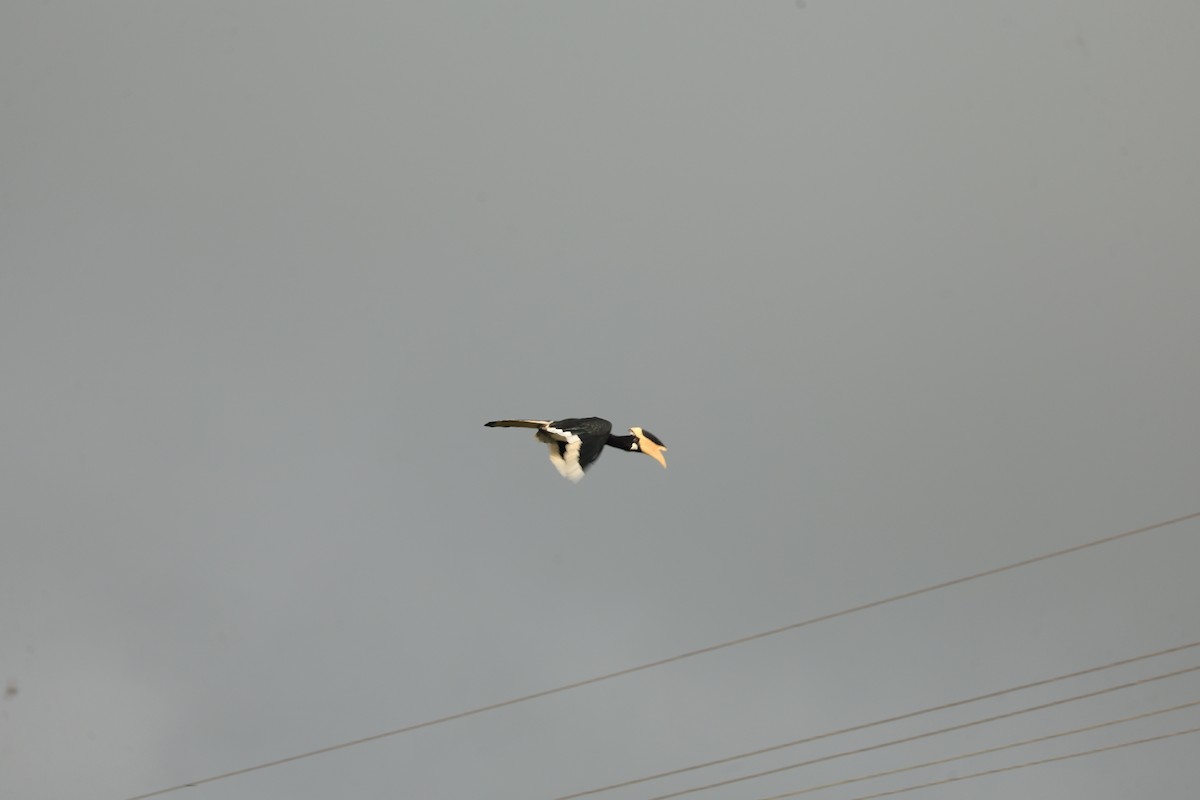 Cálao Coronado - ML644303703