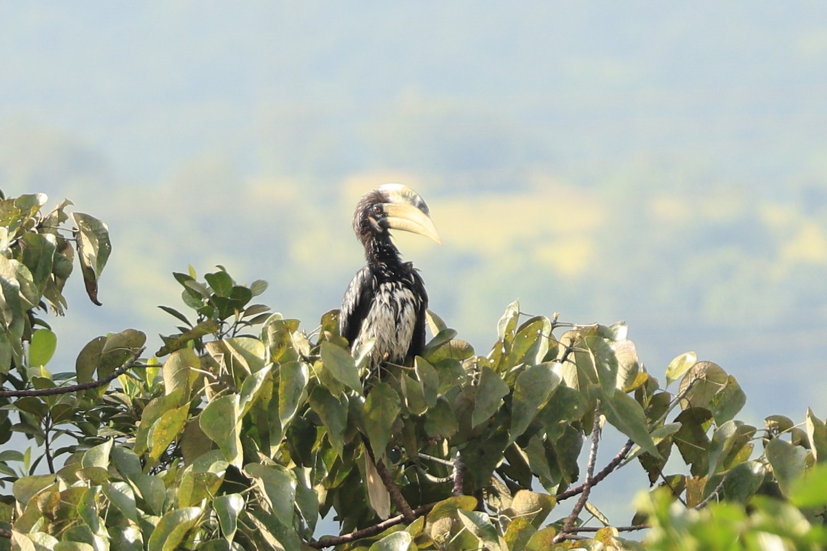 Cálao Coronado - ML644303704