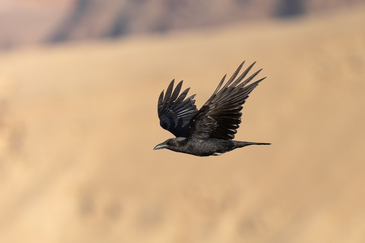 Brown-necked Raven - ML644303712