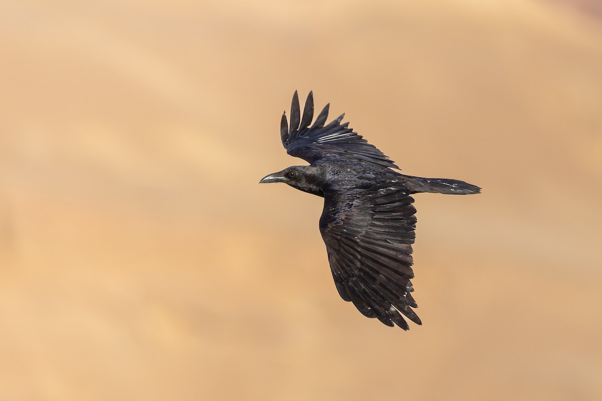 Brown-necked Raven - ML644303713