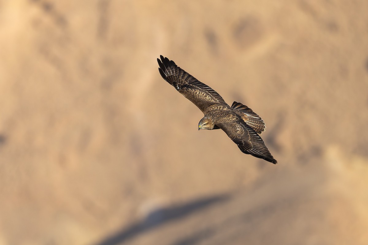 Канюк (vulpinus/menetriesi) - ML644303716