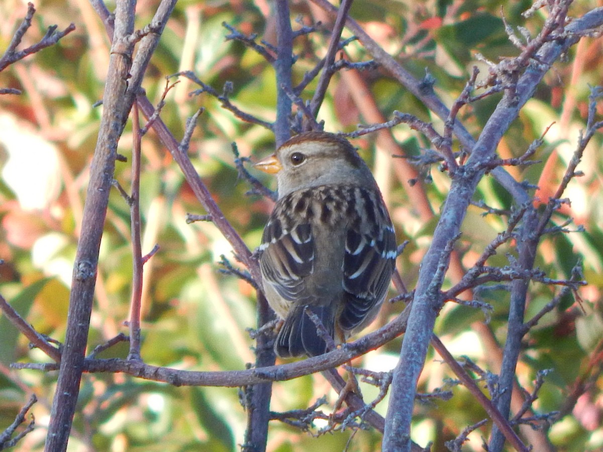 Porsuk Serçesi (gambelii) - ML644303729