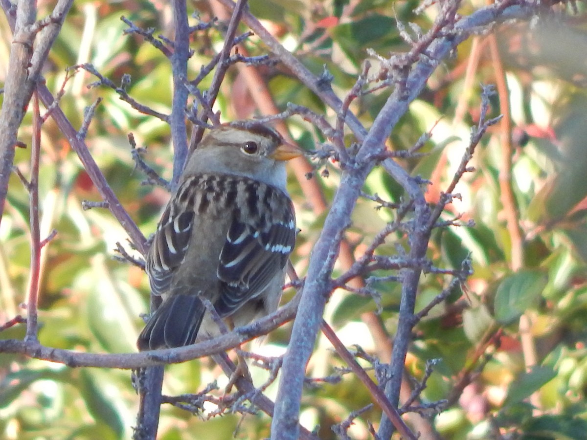 Porsuk Serçesi (gambelii) - ML644303730