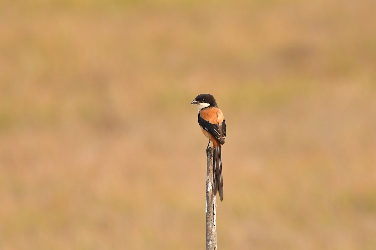 Alcaudón Schach - ML644303731