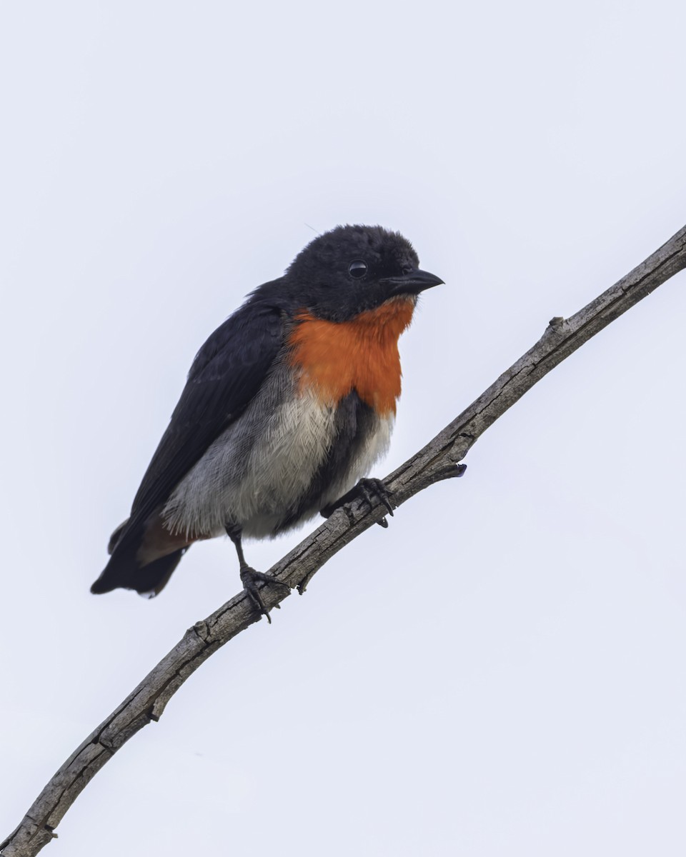 Picaflores Golondrina - ML644303732