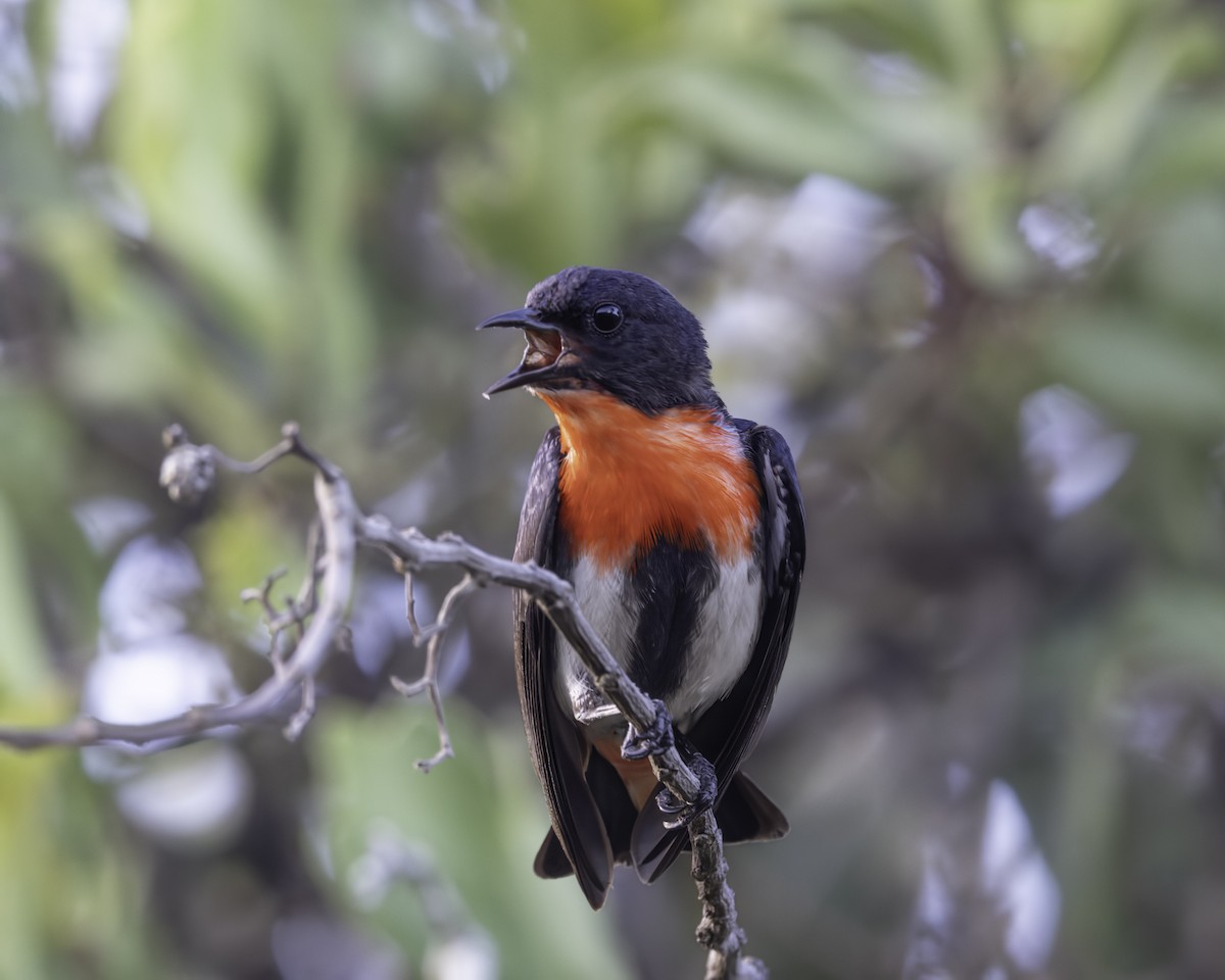 Picaflores Golondrina - ML644303733