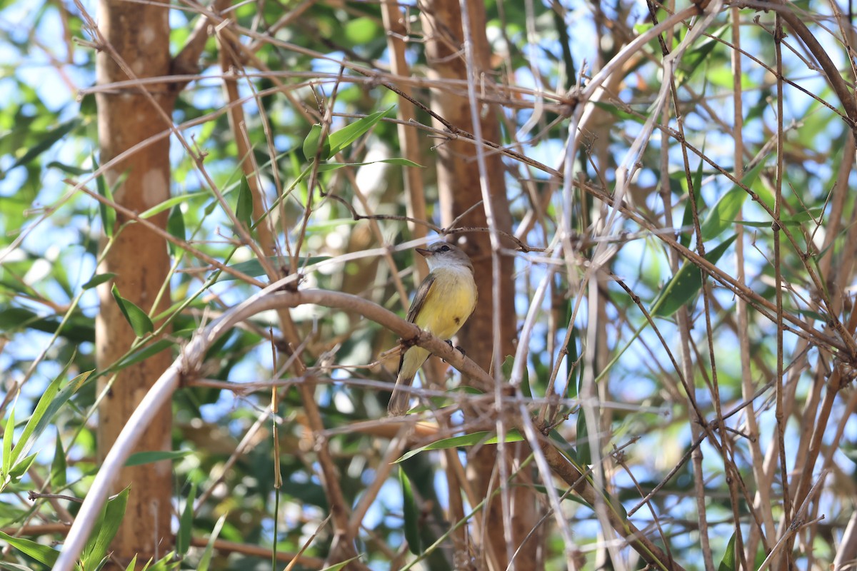 Limon Karınlı Sinekbülbülü - ML644303734