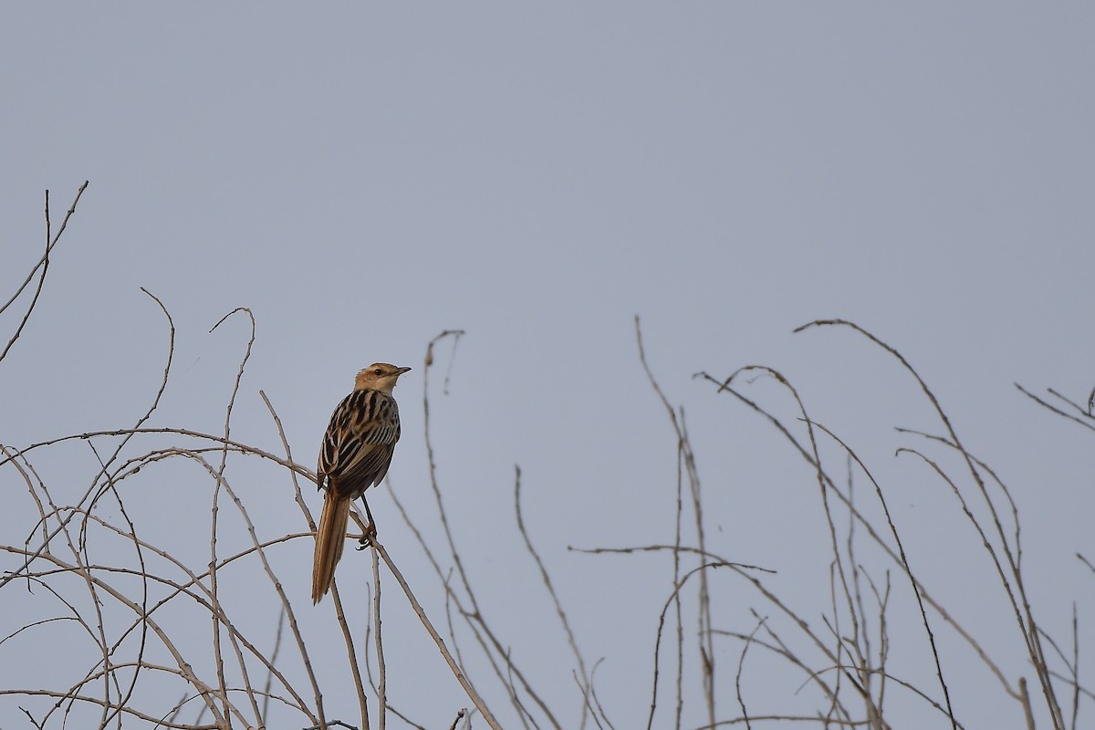 Striated Grassbird - ML644303736