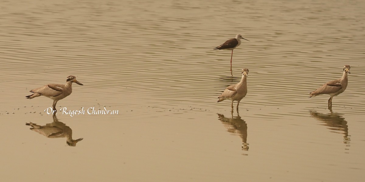 Great Thick-knee - ML644303737