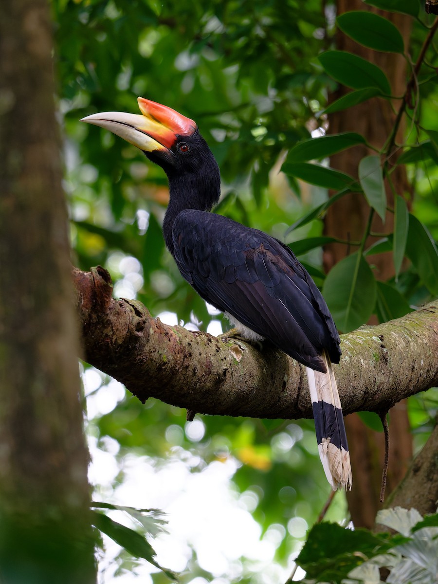 Rhinoceros Hornbill - ML644303738