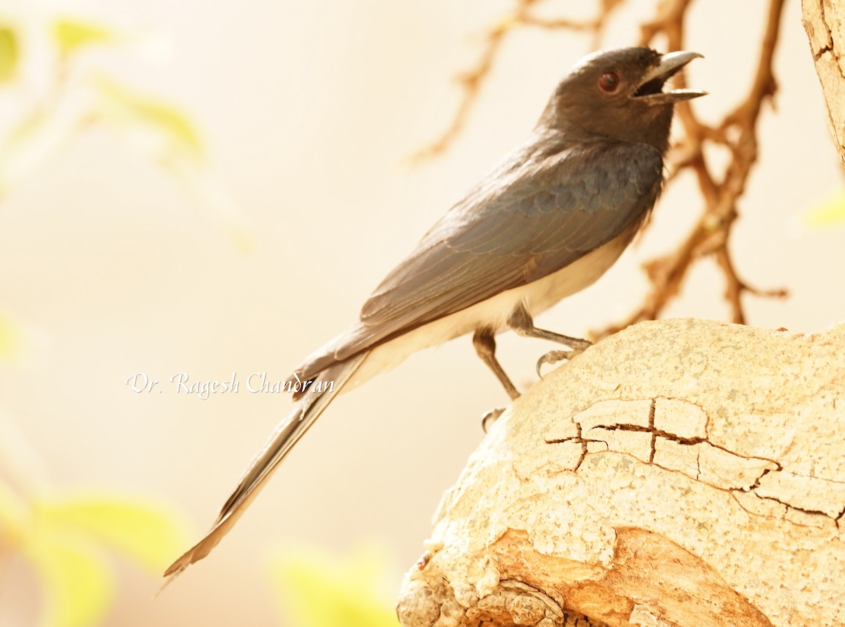 Ak Karınlı Drongo - ML644303742