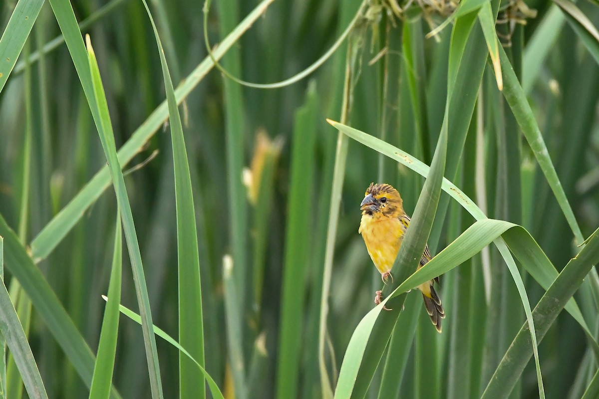 Asian Golden Weaver - ML644303770