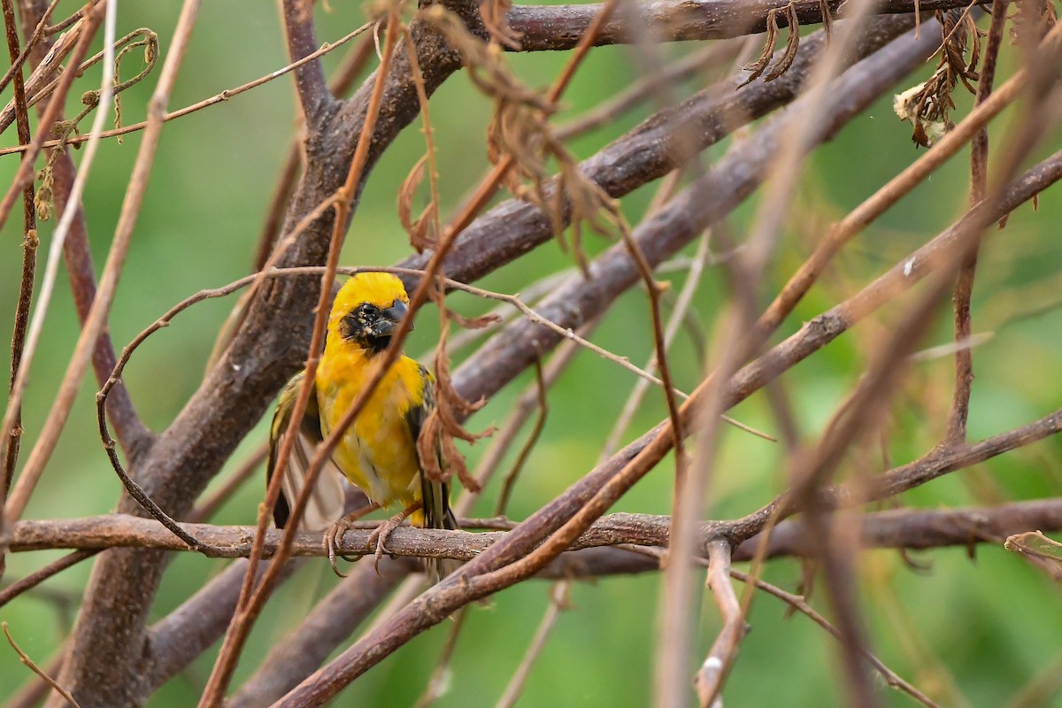 Asian Golden Weaver - ML644303771