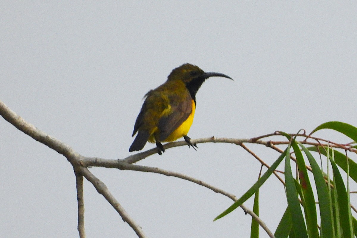 Sahul Sunbird - ML644303774