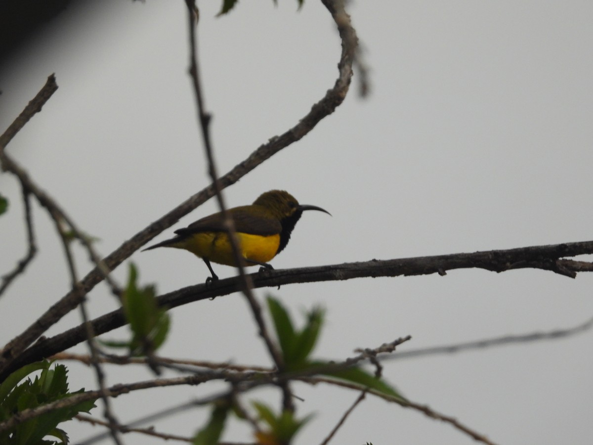 Sahul Sunbird - ML644303776