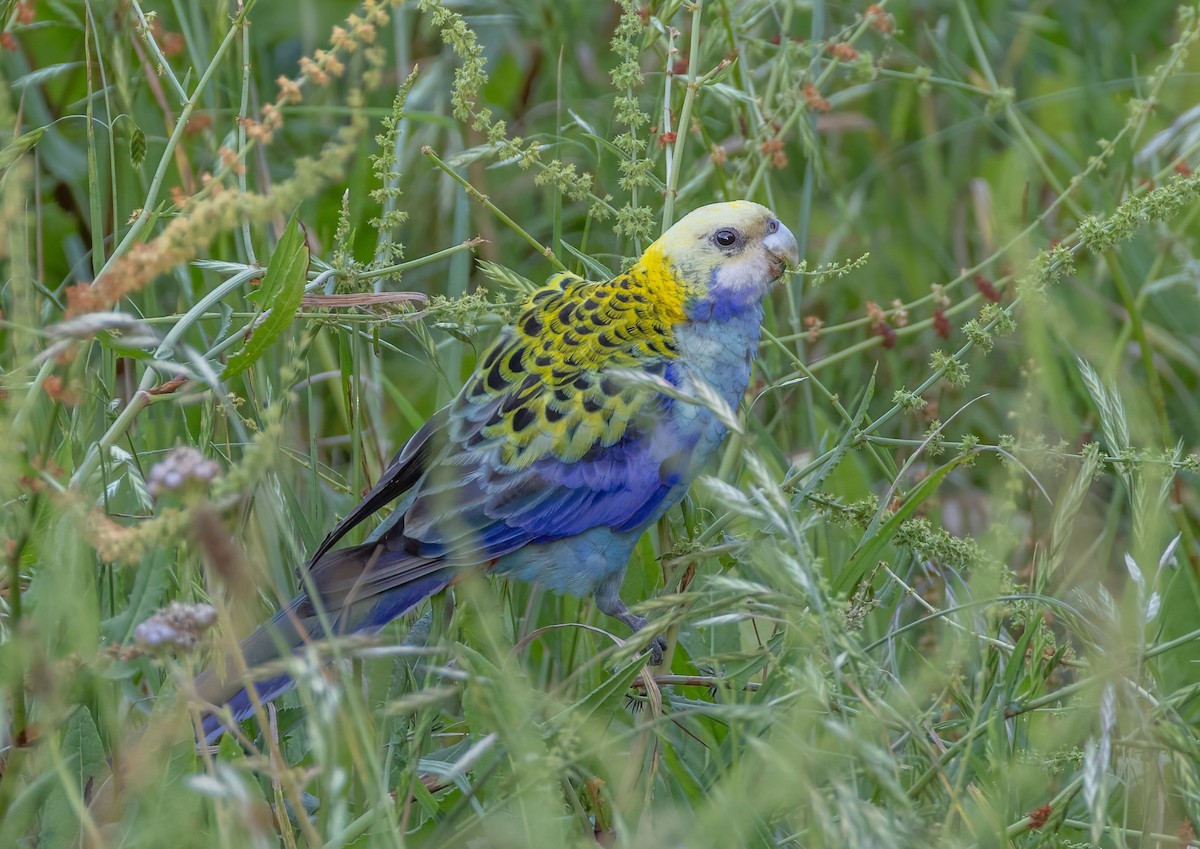 Pale-headed Rosella - ML644303782