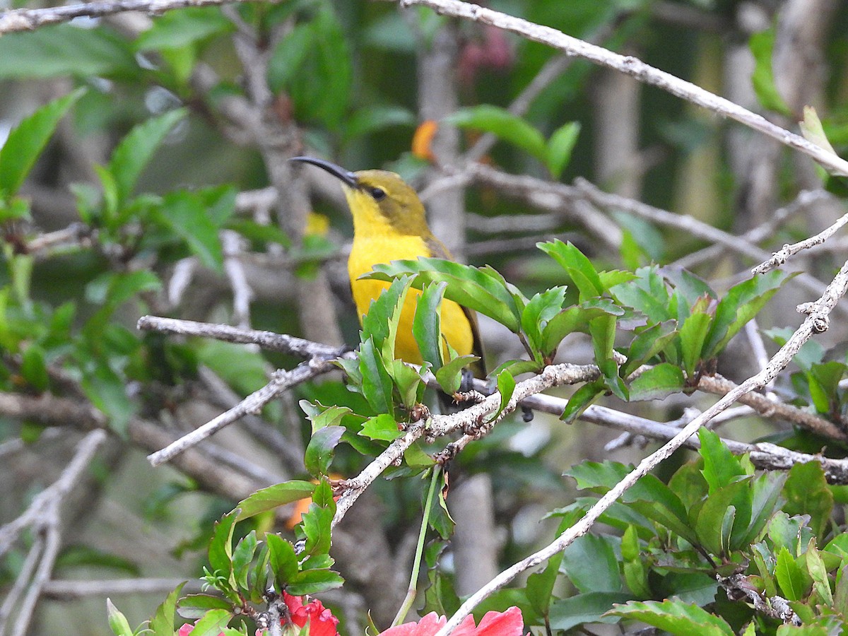 Sahul Sunbird - ML644303783