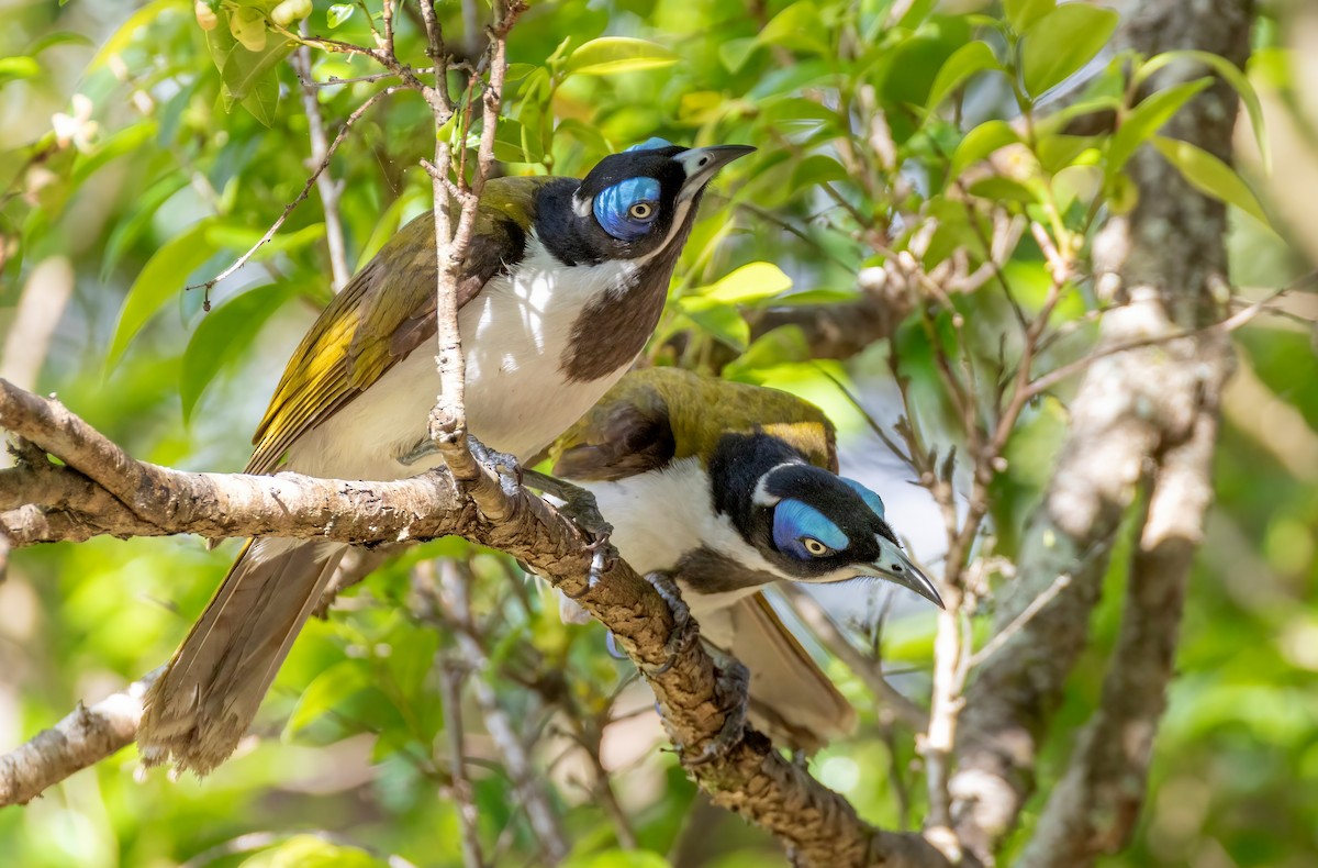 Blue-faced Honeyeater - ML644303784