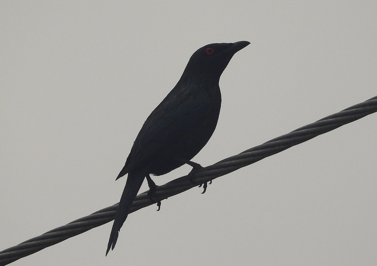 špaček lesklý - ML644303785