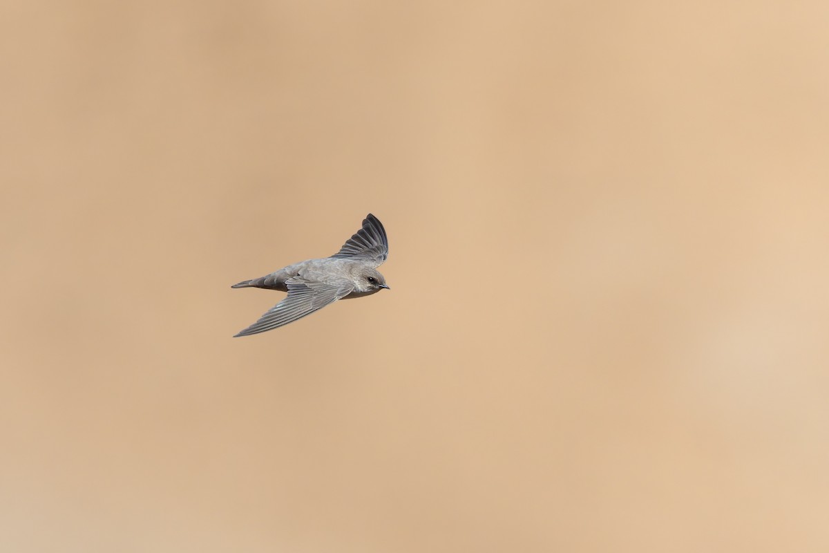 Hirondelle du désert - ML644303786