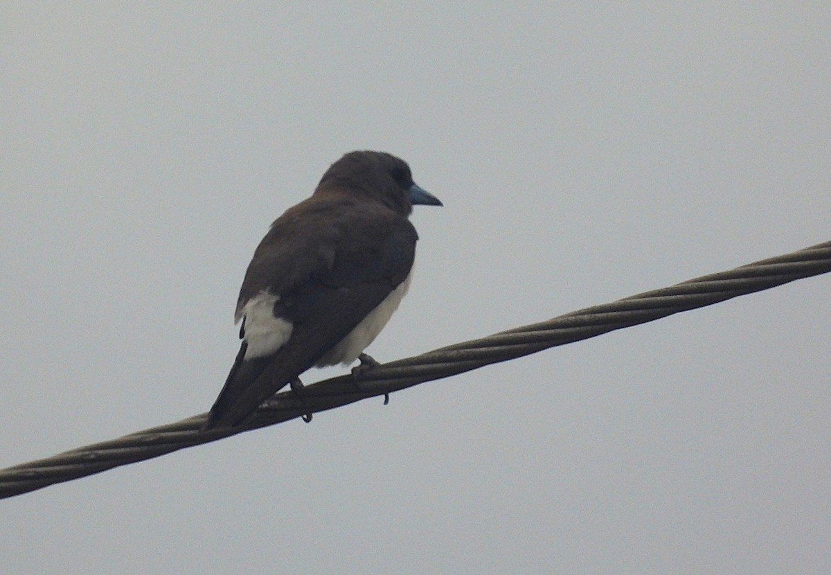 Weißbauch-Schwalbenstar - ML644303787