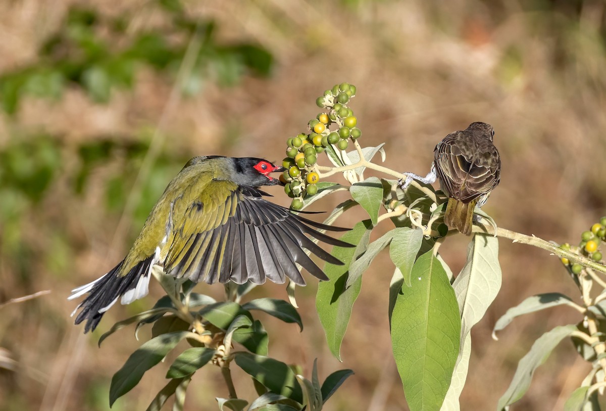fíkovec australasijský - ML644303788