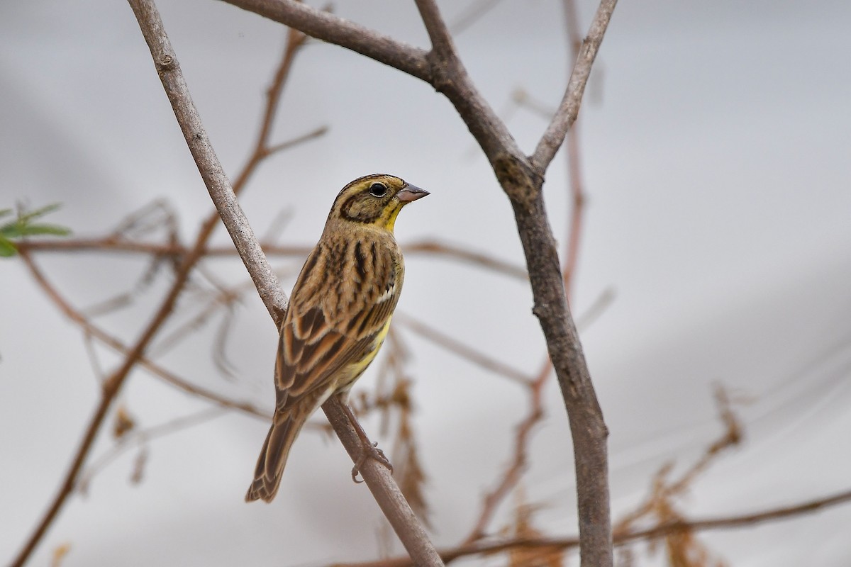 シマアオジ - ML644303792