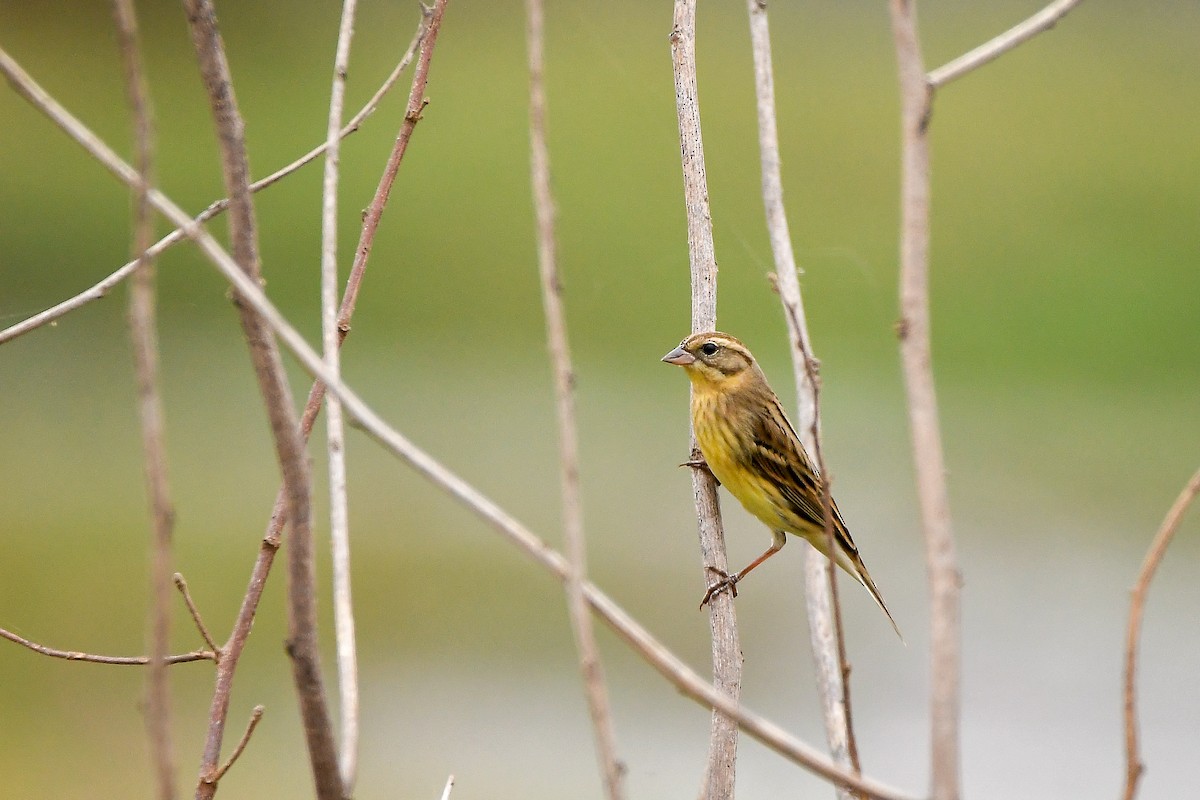 シマアオジ - ML644303793