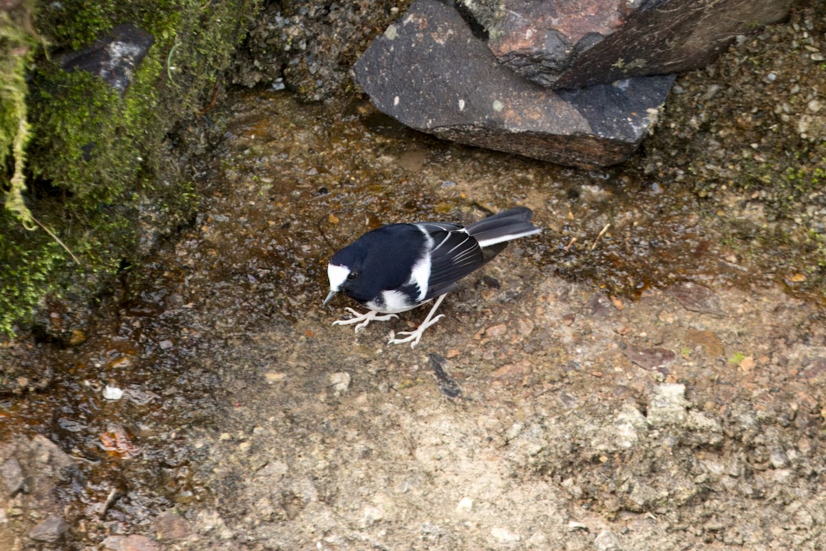 Little Forktail - ML644303794