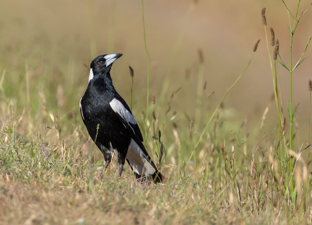 Australian Magpie - ML644303795