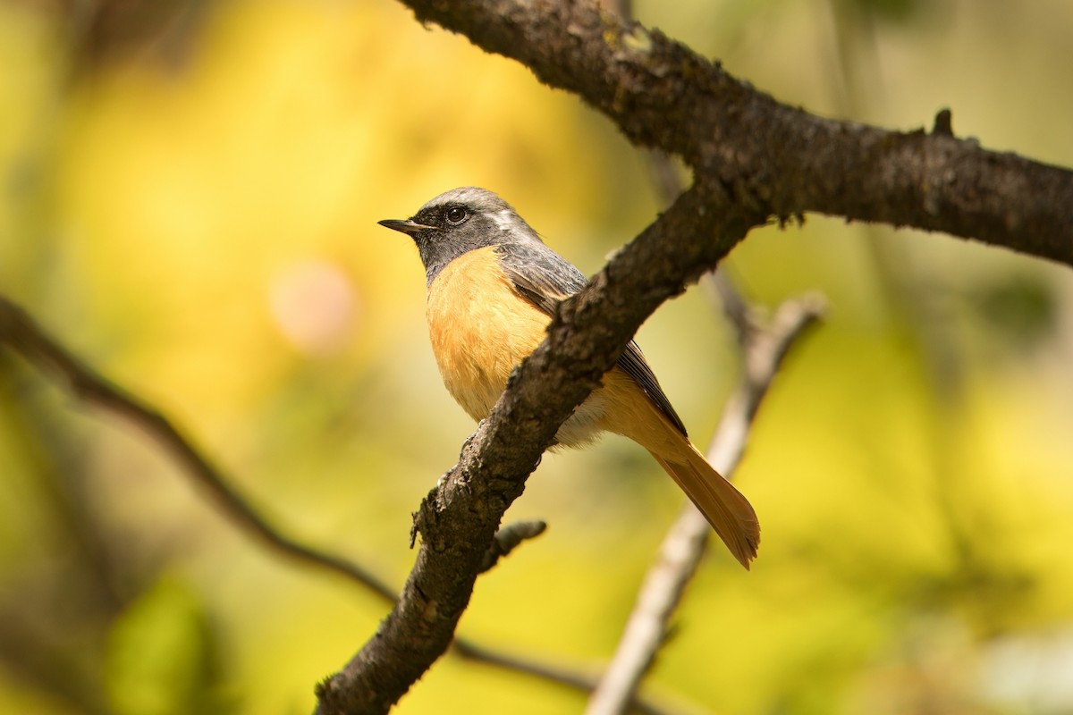 Hodgson's Redstart - ML644303797