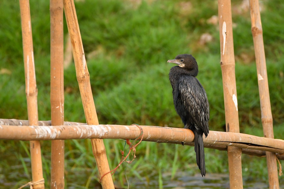 Яванский баклан - ML644303798