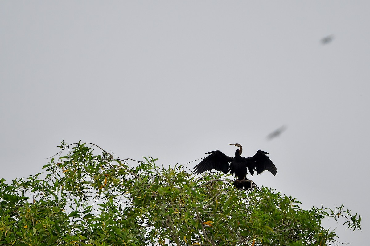 Anhinga roux - ML644303800