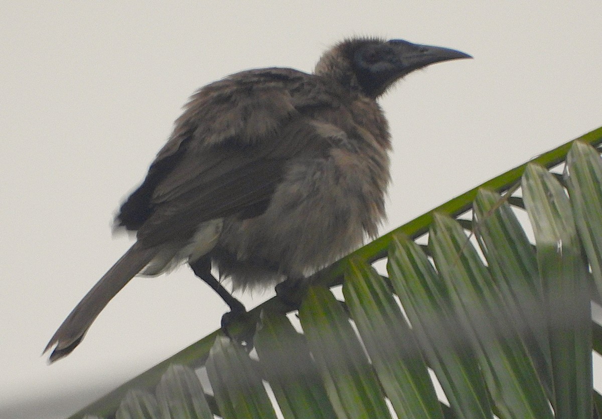 hjelmmunkefugl - ML644303802