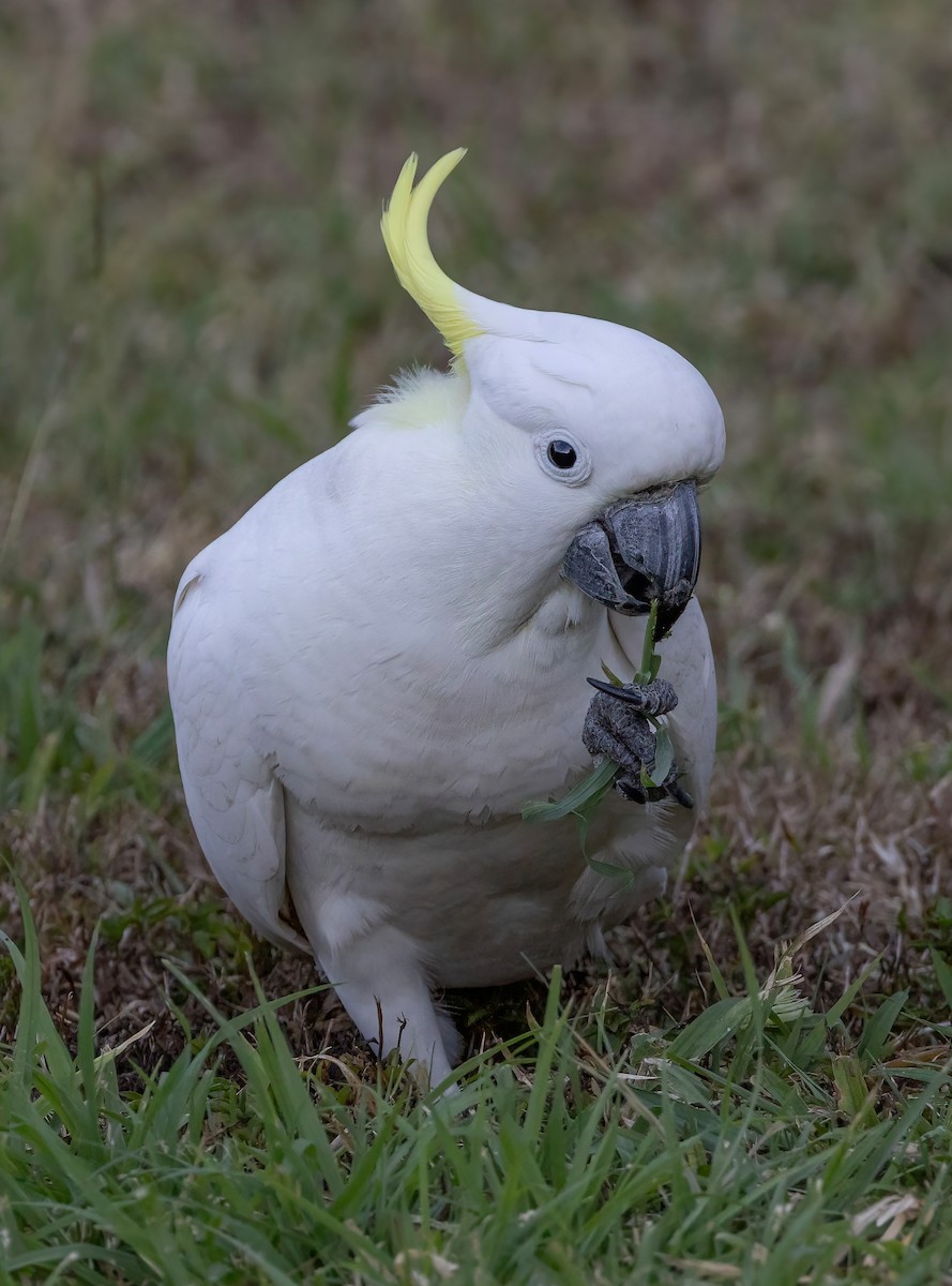 Sulphur-crested Cockatoo - ML644303804