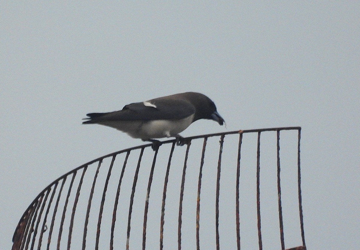 Weißbauch-Schwalbenstar - ML644303805