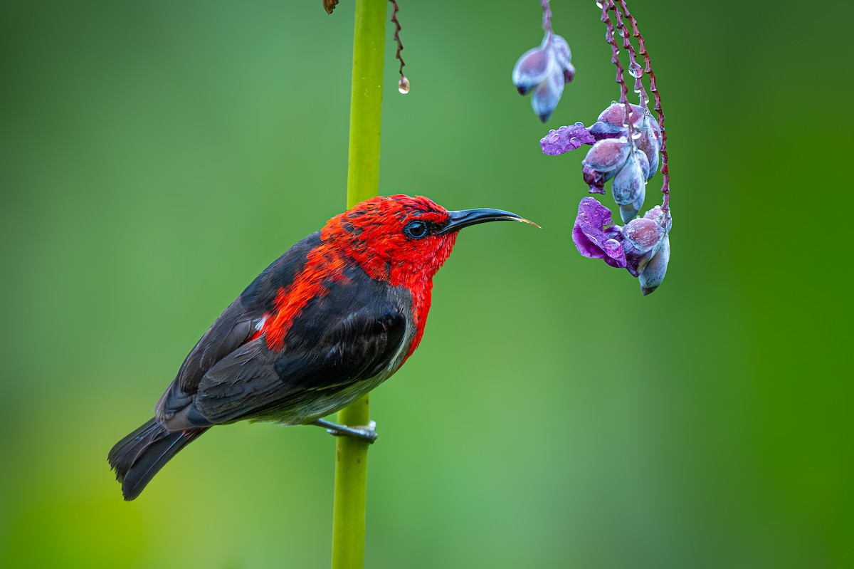 Sulawesi Myzomela - ML644303824