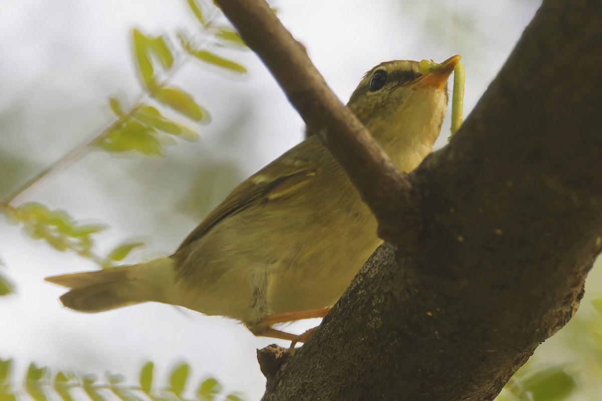 Sulphur-breasted Warbler - ML644303839