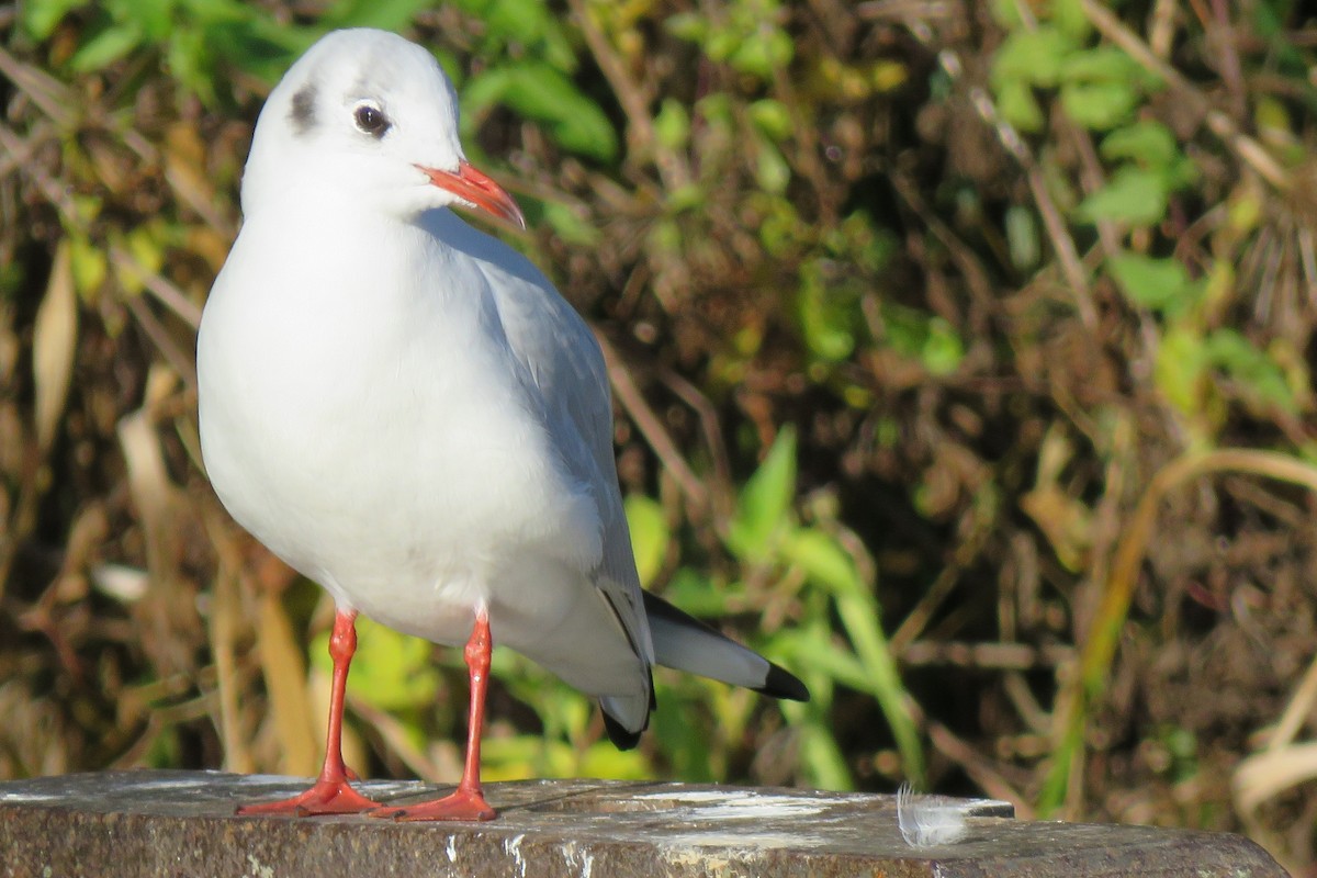 Black-headed Gull - ML644303847