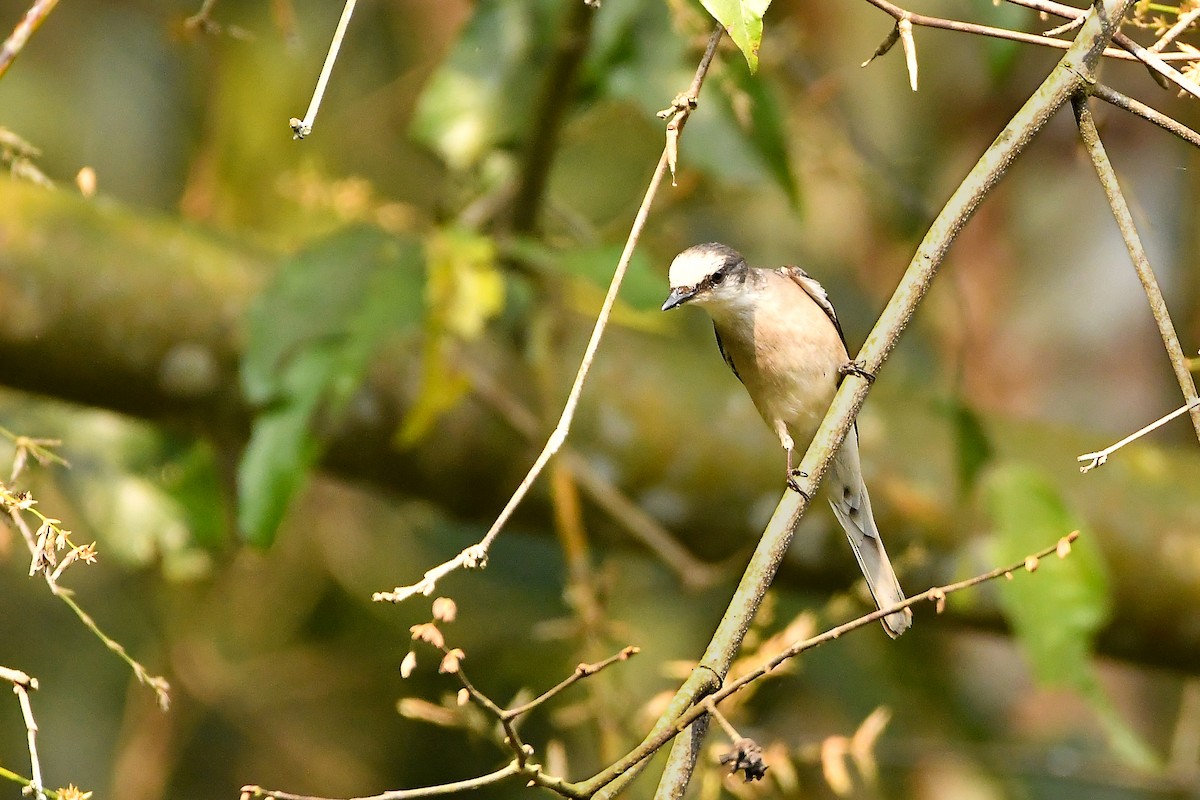 小灰山椒鳥 - ML644303849