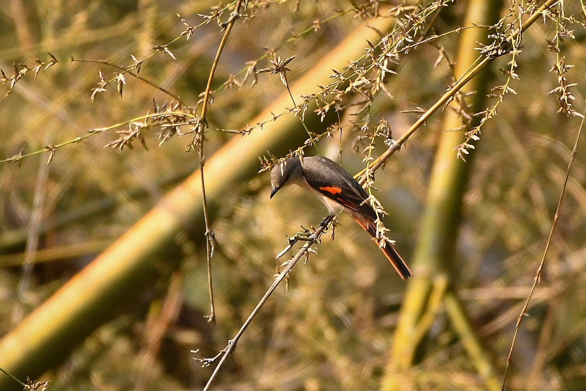 Rosy Minivet - ML644303850
