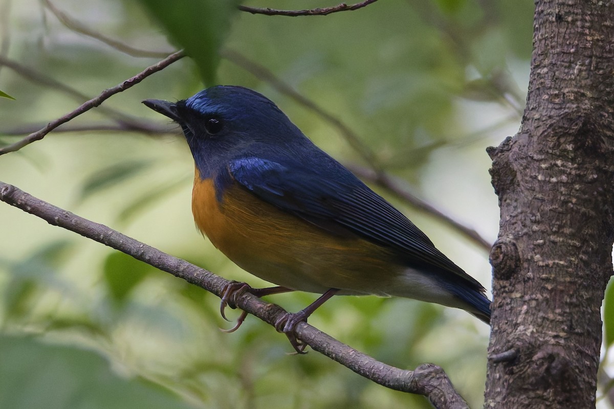 Chinese Blue Flycatcher - ML644303853