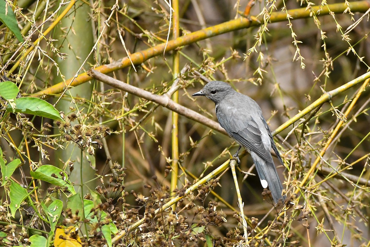 Kara Kanatlı Tırtılyiyen - ML644303854