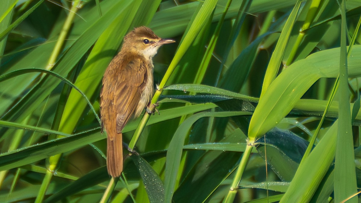 Дорнын охил бялзуухай - ML644303857