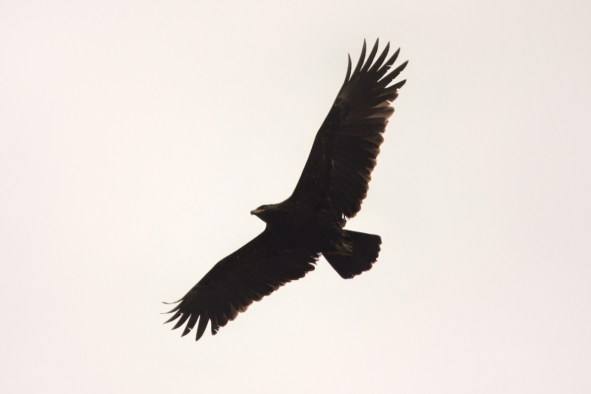 Greater Spotted Eagle - ML644303858