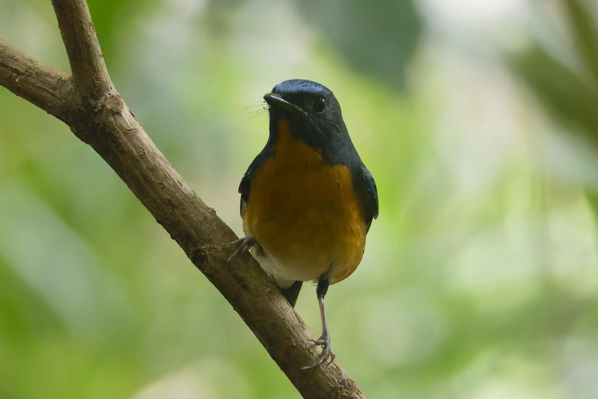 Chinese Blue Flycatcher - ML644303862