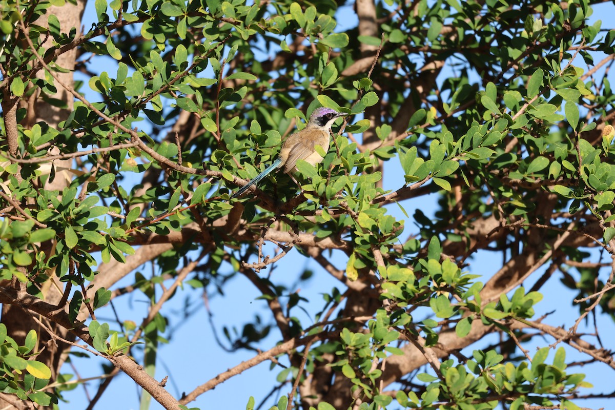 Purple-crowned Fairywren - ML644303877