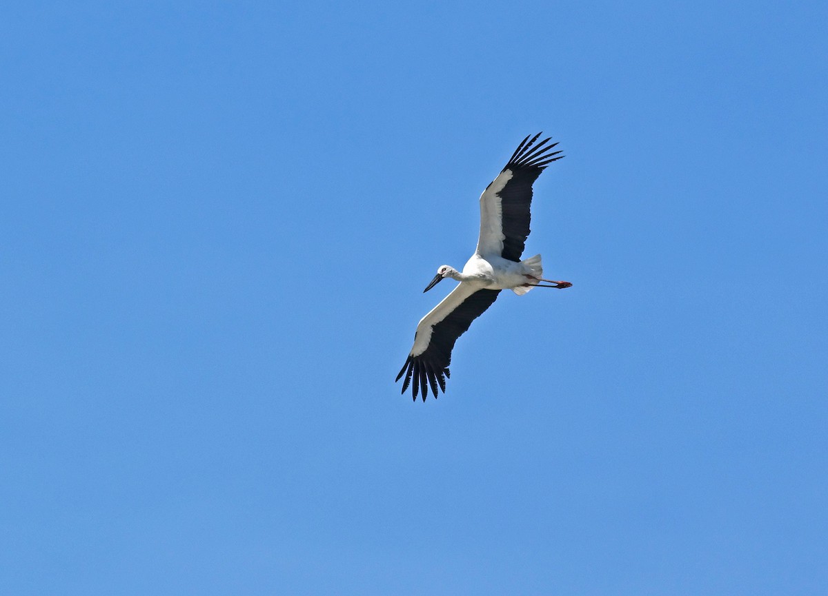 Cigogne orientale - ML644303878