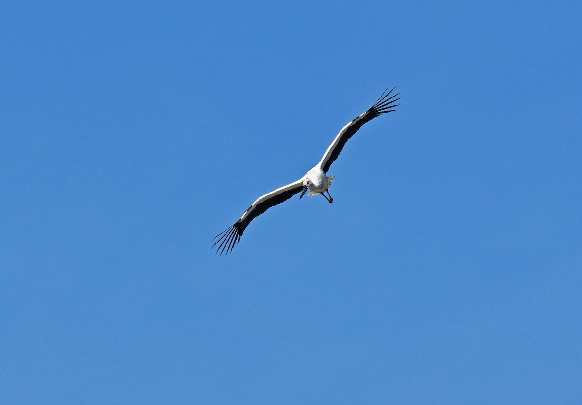 Cigogne orientale - ML644303879