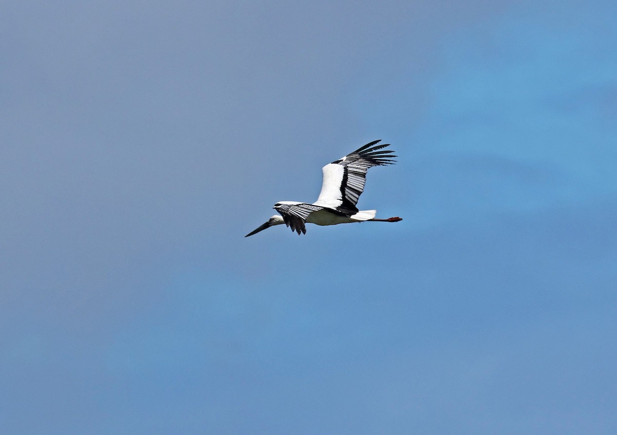 Cigogne orientale - ML644303880